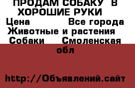 ПРОДАМ СОБАКУ  В ХОРОШИЕ РУКИ  › Цена ­ 4 000 - Все города Животные и растения » Собаки   . Смоленская обл.